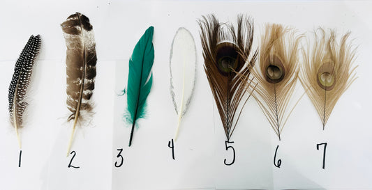 Peacock Feathers Browns